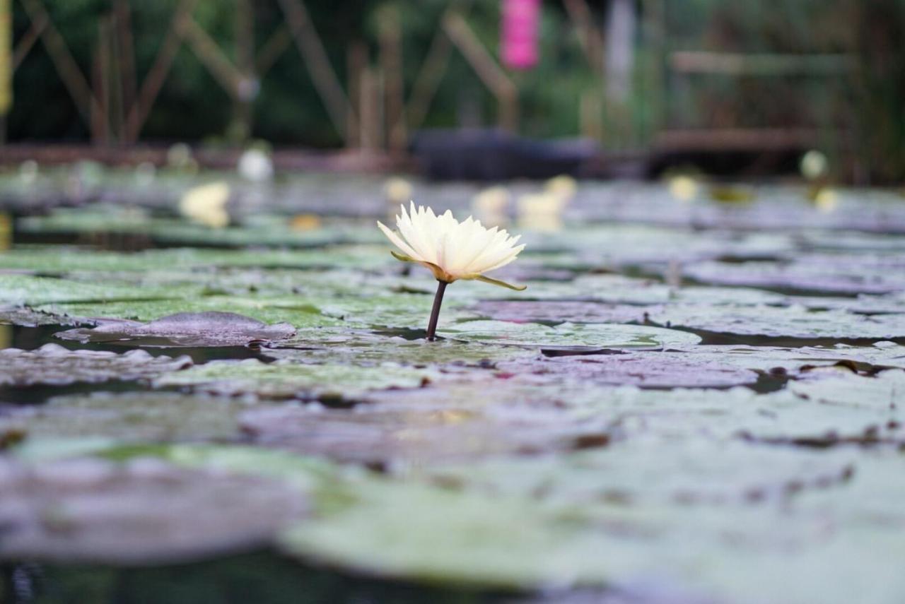 Saikaew Resort Chiang Rai Eksteriør billede